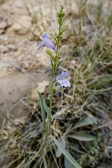 Penstemon pseudoputus