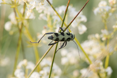 Chlorophorus herbstii