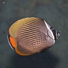 Brown Butterflyfish photo 3