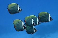 Brown Butterflyfish photo 4