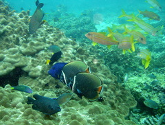 Brown Butterflyfish photo 5