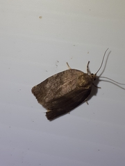 Choristoneura conflictana