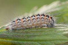 Acronicta geographica