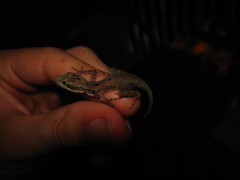 Anolis rodriguezii
