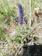 Veronica porphyriana