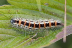 Acronicta geographica