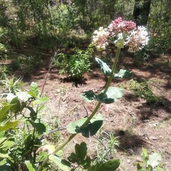 Asclepias notha