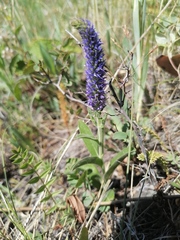 Veronica porphyriana