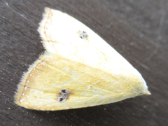 Rivula sericealis