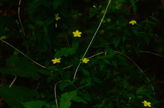Haplophyton cimicidum