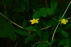 Haplophyton cimicidum