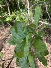 Sideroxylon lycioides