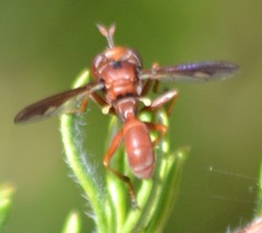 Physocephala burgessi