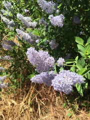 Ceanothus