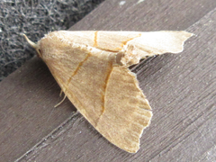 Gonepatica opalina