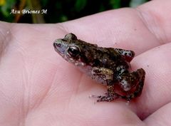 Eleutherodactylus nitidus