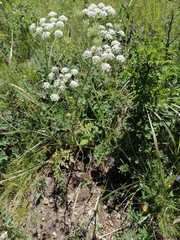 Aulacospermum anomalum