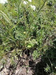 Aulacospermum anomalum