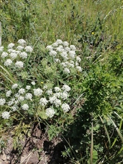 Aulacospermum anomalum