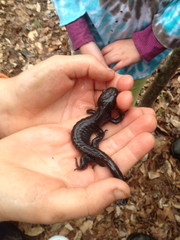 Ambystoma jeffersonianum