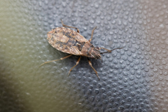 Nithecus jacobaeae