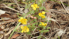 Chamaecrista concinna