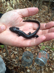 Ambystoma jeffersonianum