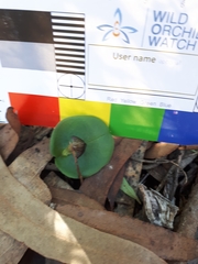 Corybas diemenicus