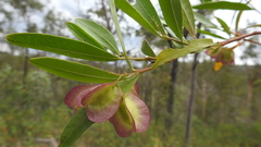 Dodonaea lanceolata