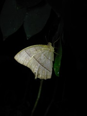 Taygetis rufomarginata