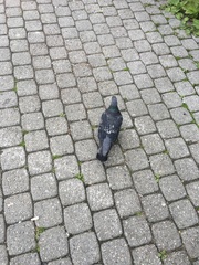 Columba livia domestica