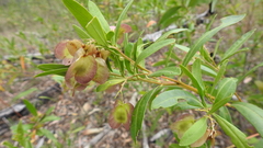 Dodonaea lanceolata