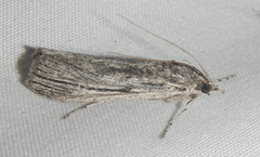 Cahela ponderosella