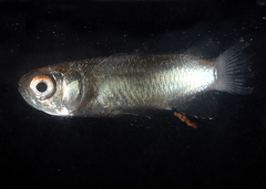 Ellochelon vaigiensis