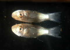 Ellochelon vaigiensis