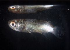 Ellochelon vaigiensis