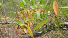 Dodonaea lanceolata