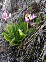 Primula frigida