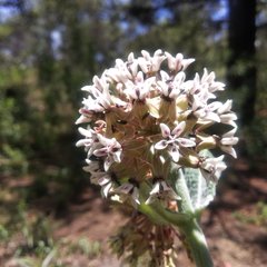 Asclepias notha