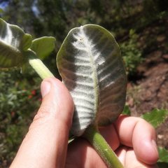 Asclepias notha