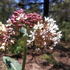 Asclepias notha