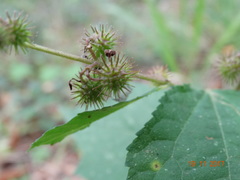 Triumfetta semitriloba