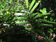 Zamia loddigesii