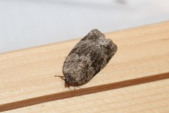 Choristoneura conflictana