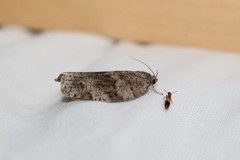 Choristoneura conflictana