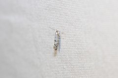 Argyresthia thuiella