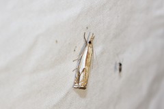 Crambus saltuellus