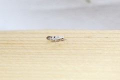 Argyresthia thuiella