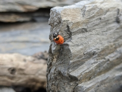 Hippodamia quinquesignata