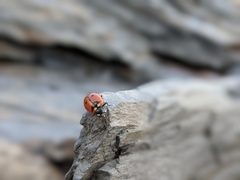 Hippodamia quinquesignata